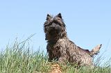 CAIRN TERRIER 294